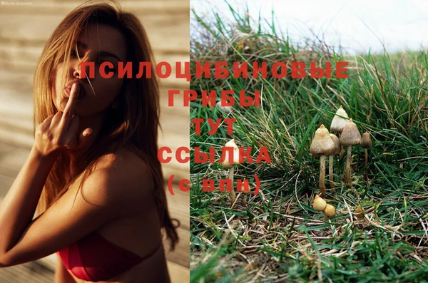 гидра Абаза